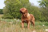 DOGUE DE BORDEAUX 057